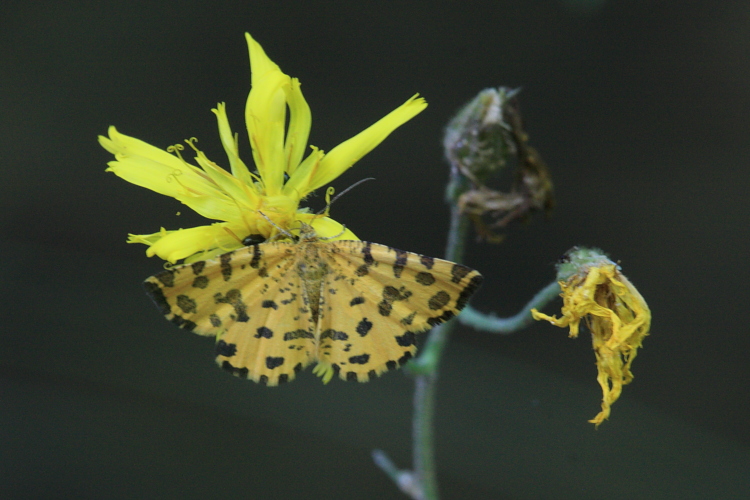 Pseudopanthera macularia (Speckled_Yellow).JPG